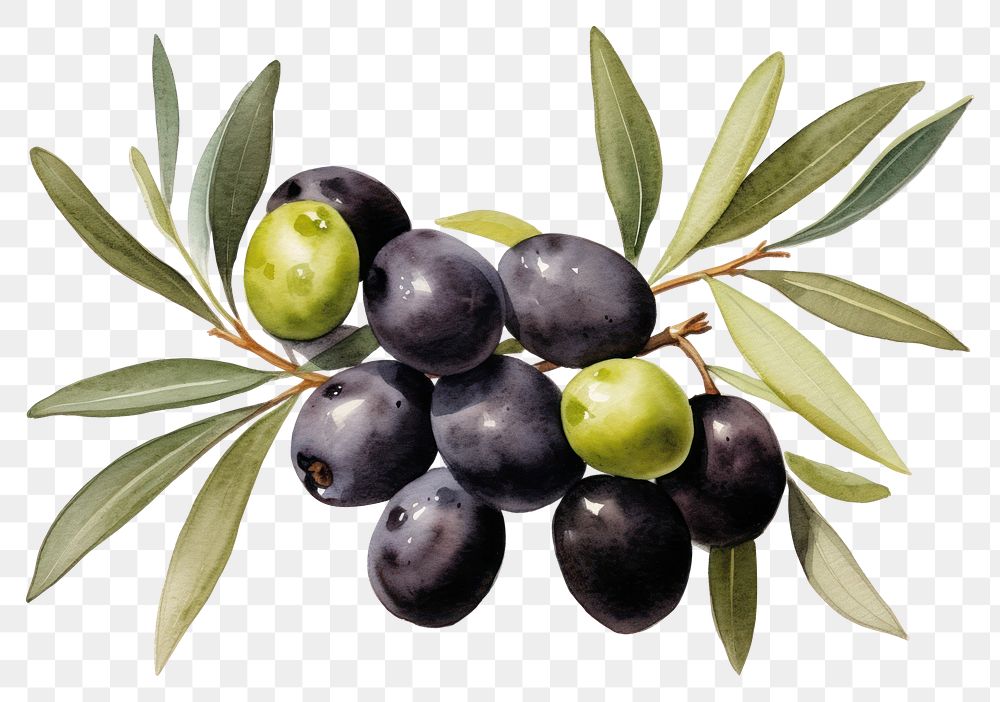 PNG Olive fruit plant food. 