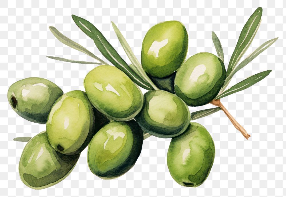 PNG Olive plant food leaf. AI generated Image by rawpixel.