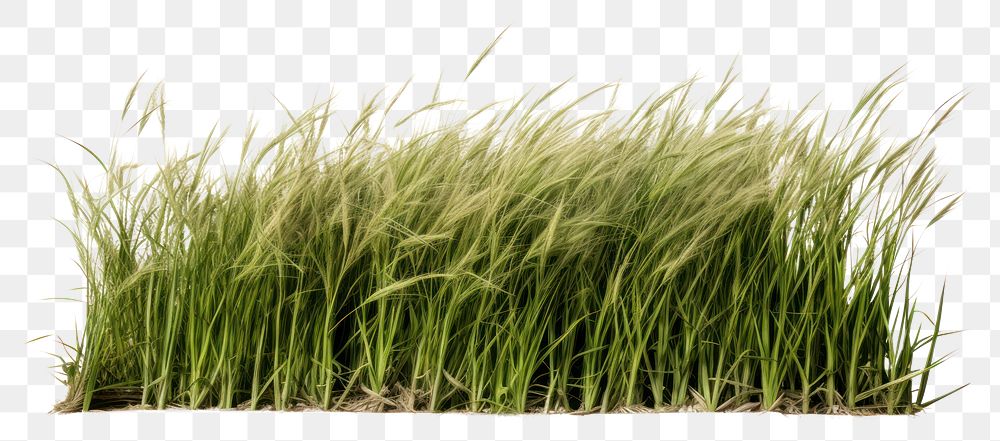 PNG Grass plant field transparent background