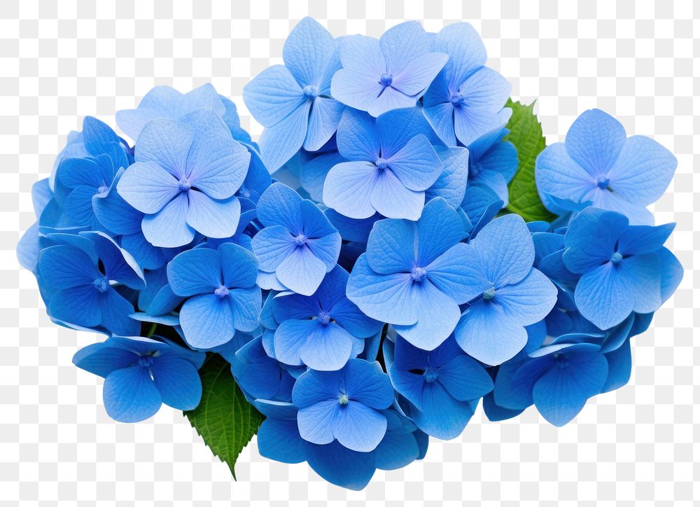 PNG Hydrangea flower plant blue transparent background