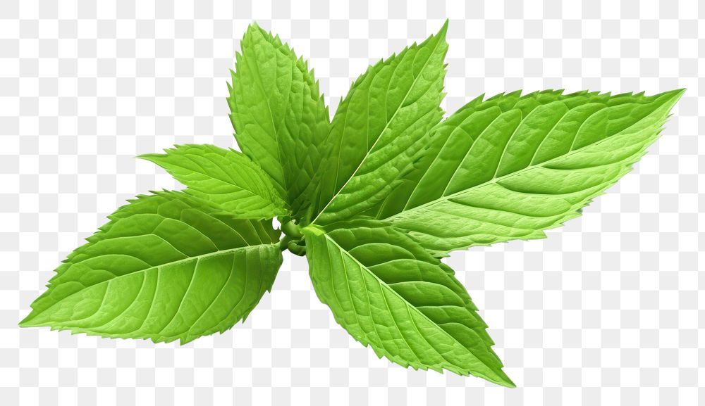 PNG Peppermint leaf plant herbs spearmint. AI generated Image by rawpixel.