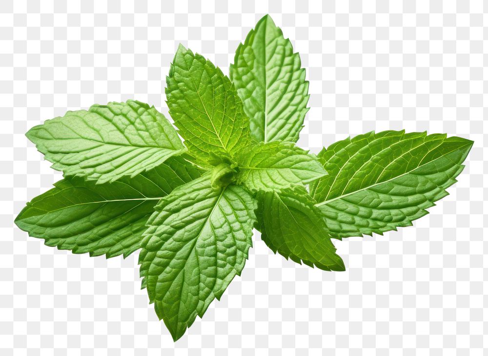 PNG Peppermint tea plant herbs leaf