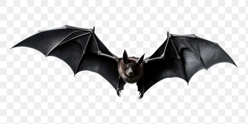 PNG Wildlife animal mammal bat. AI generated Image by rawpixel.