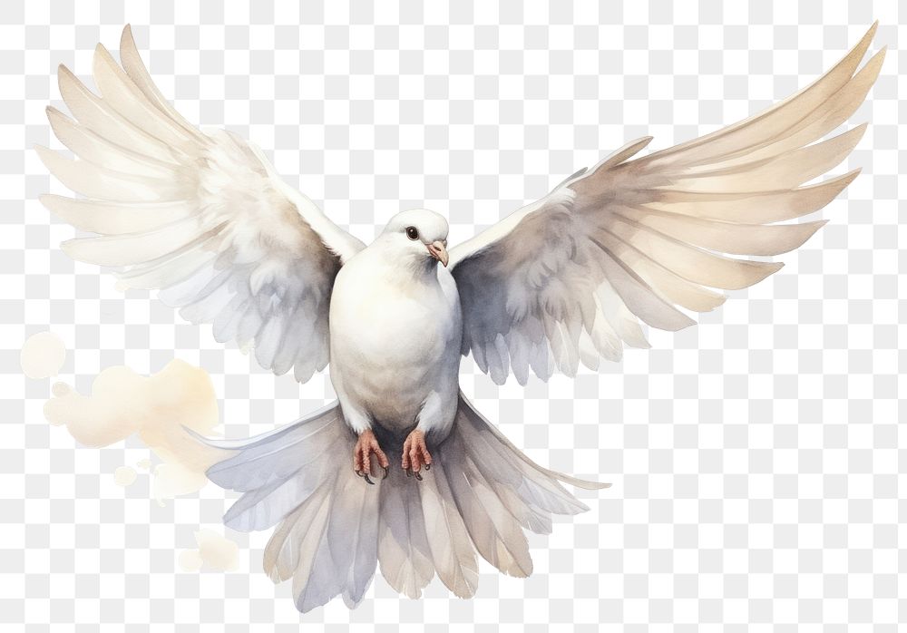 PNG Animal white bird dove. AI generated Image by rawpixel.