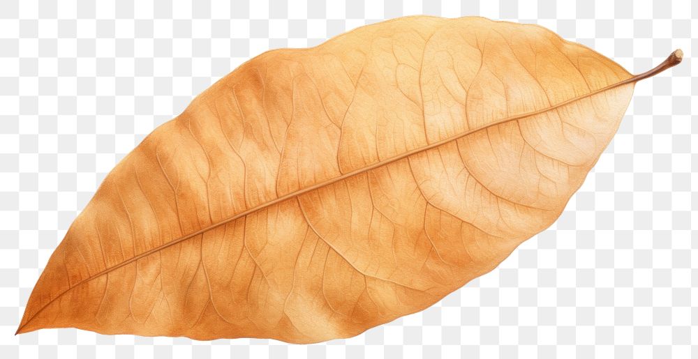 PNG Leaf plant freshness transparent background