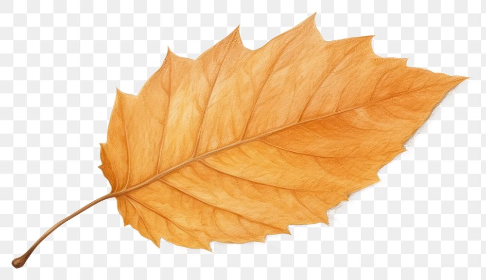 PNG Leaf autumn plant tree transparent background