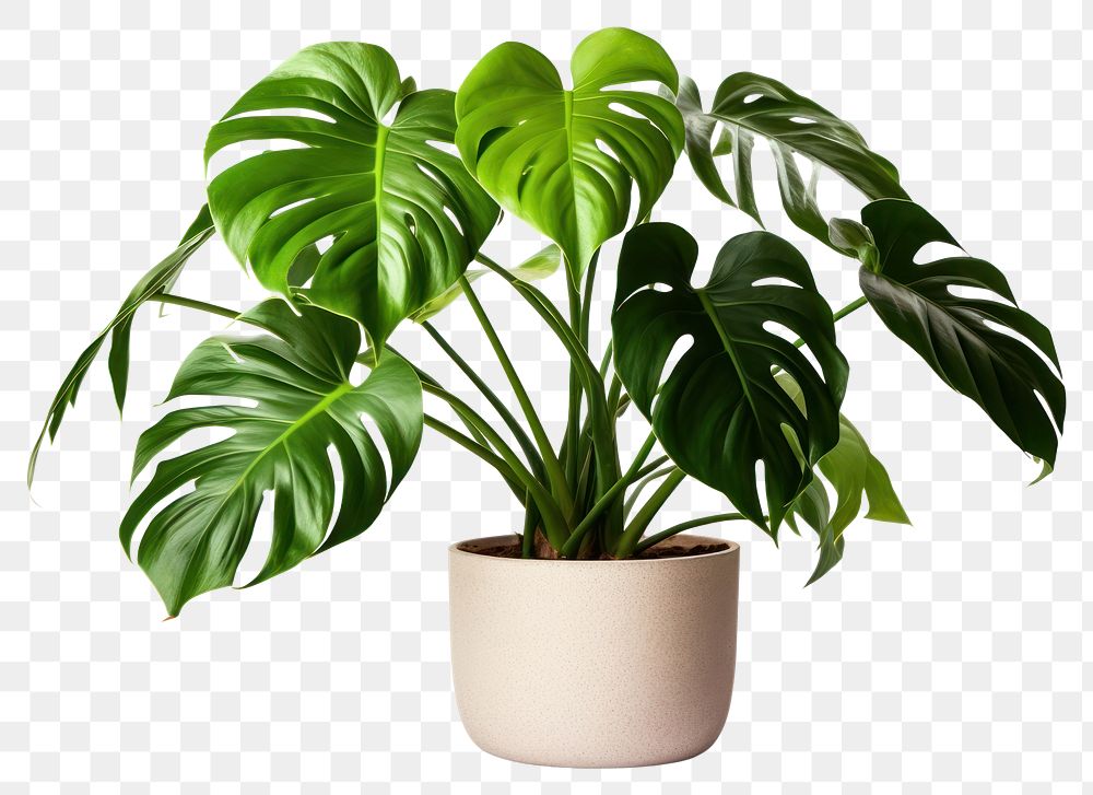 PNG Plant leaf houseplant freshness. AI generated Image by rawpixel.