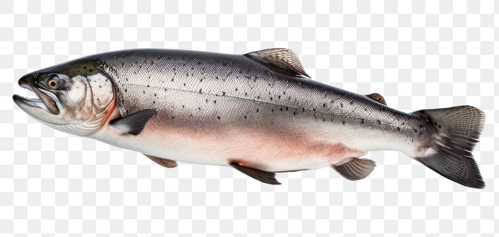 PNG Fish animal trout white background. AI generated Image by rawpixel.
