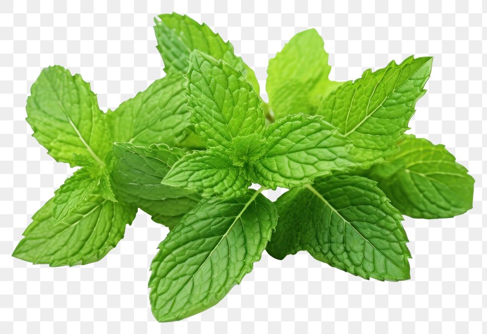 PNG Peppermint tea plant herbs leaf. AI generated Image by rawpixel.