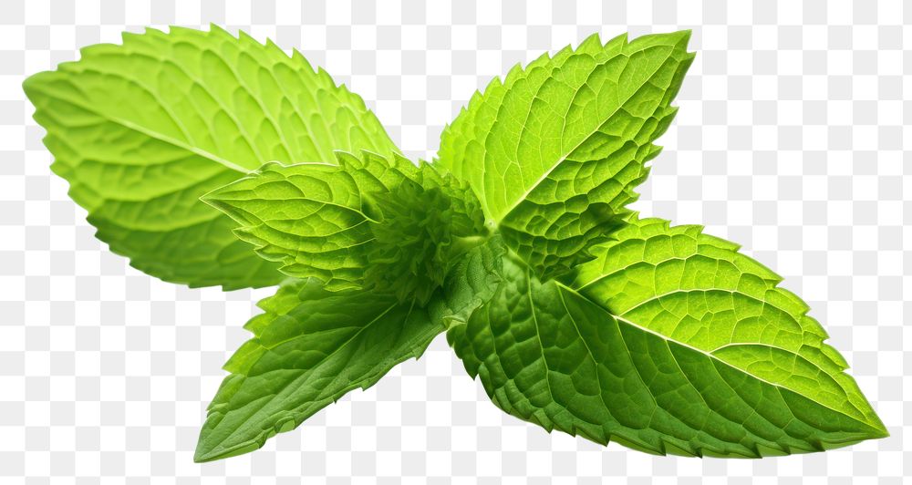 PNG Peppermint leaf plant herbs spearmint. AI generated Image by rawpixel.