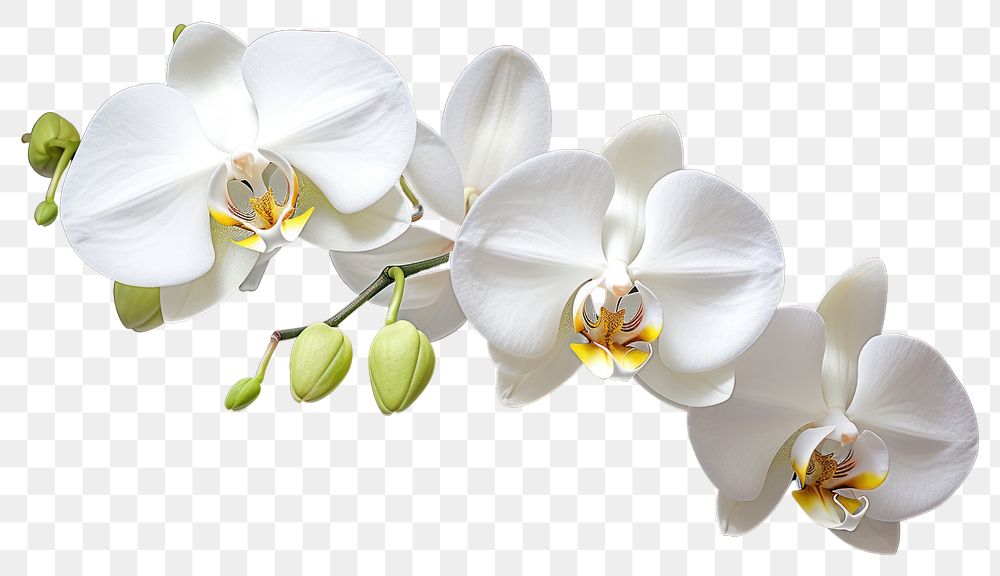 PNG Orchid flower plant transparent background