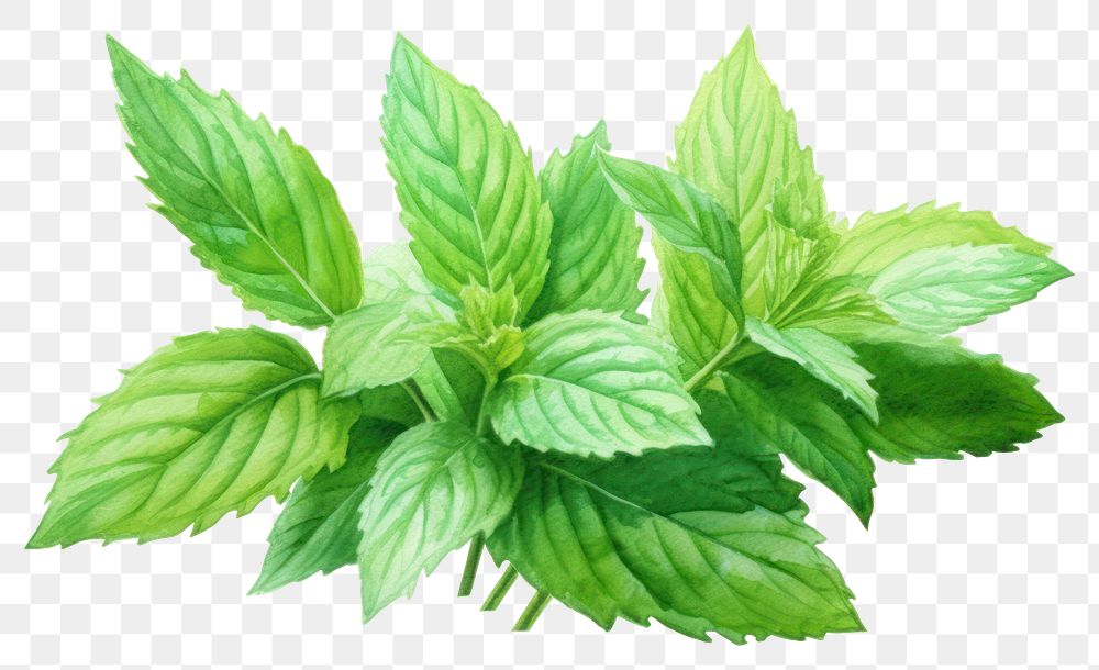 PNG Peppermint leaf plant herbs spearmint. AI generated Image by rawpixel.