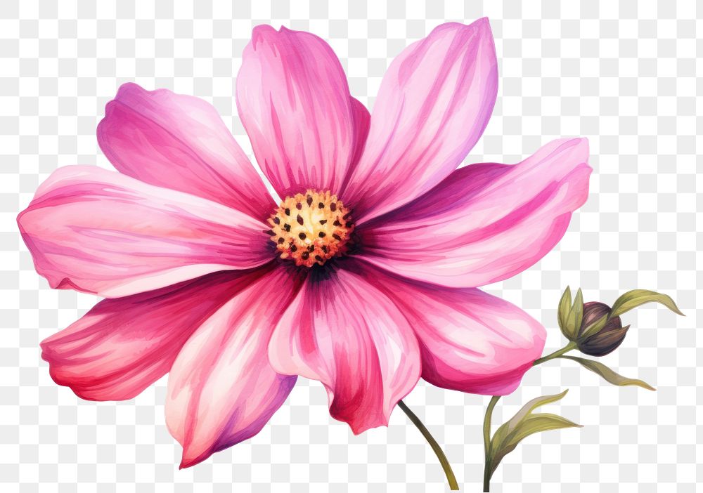 PNG  Blossom flower dahlia petal