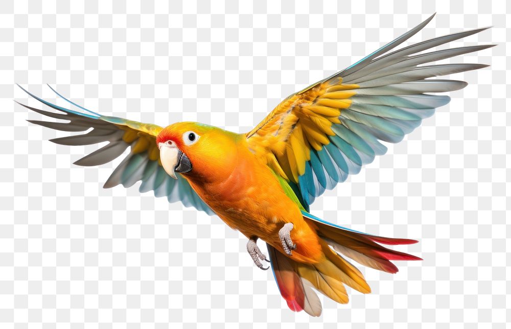 PNG Parrot flying animal bird. AI generated Image by rawpixel.