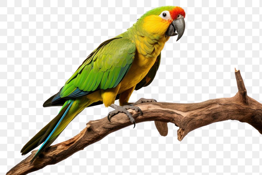 PNG Parrot animal bird wildlife. AI generated Image by rawpixel.