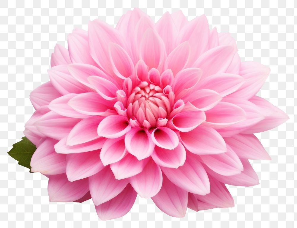 PNG Flower dahlia plant pink. AI generated Image by rawpixel.