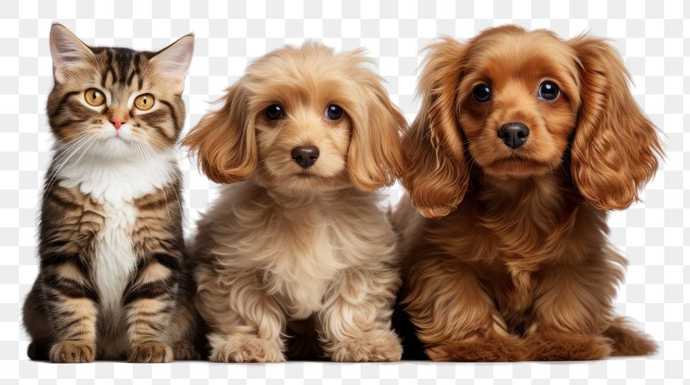 PNG Pet mammal animal puppy transparent background