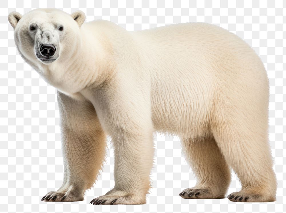 PNG Bear wildlife animal mammal transparent background