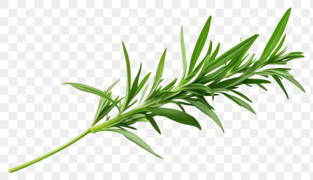 PNG Tarragon plant herbs food. AI generated Image by rawpixel.