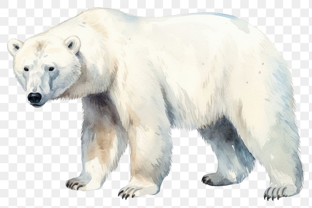 PNG Bear wildlife animal mammal transparent background