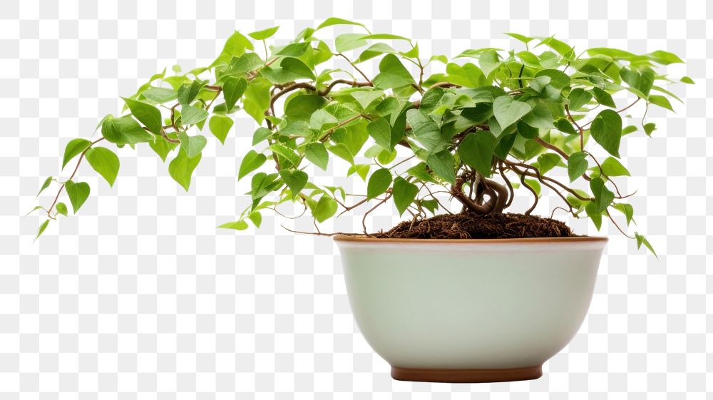 PNG Plant bonsai leaf tree transparent background