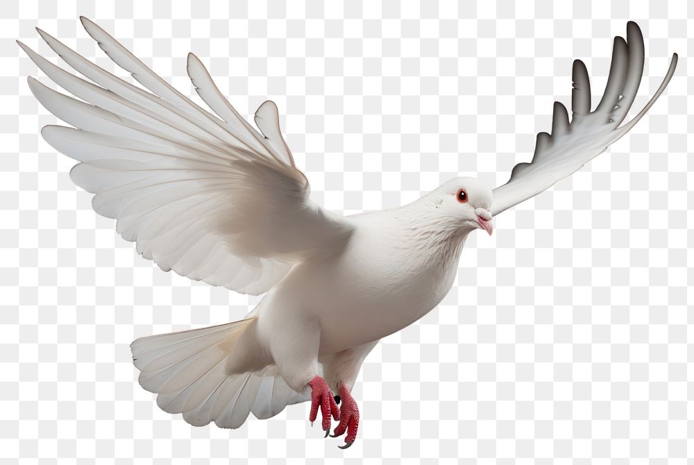 PNG White pigeon animal flying bird. AI generated Image by rawpixel.