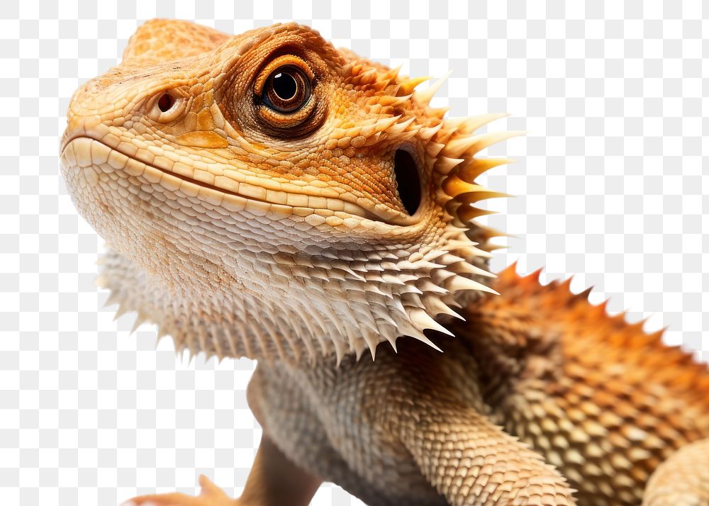 PNG Reptile animal lizard iguana. AI generated Image by rawpixel.
