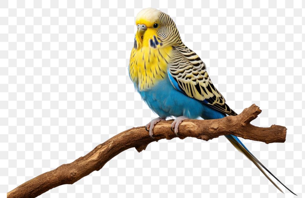 PNG Animal parrot bird budgerigar. AI generated Image by rawpixel.
