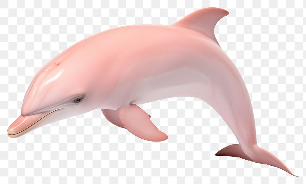 PNG Dolphin animal mammal fish. AI generated Image by rawpixel.