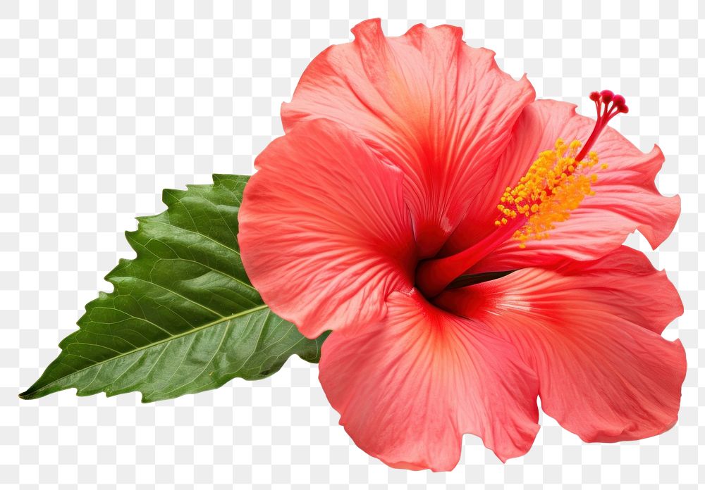 PNG Tropical Hibiscus flower hibiscus plant white background. AI generated Image by rawpixel.