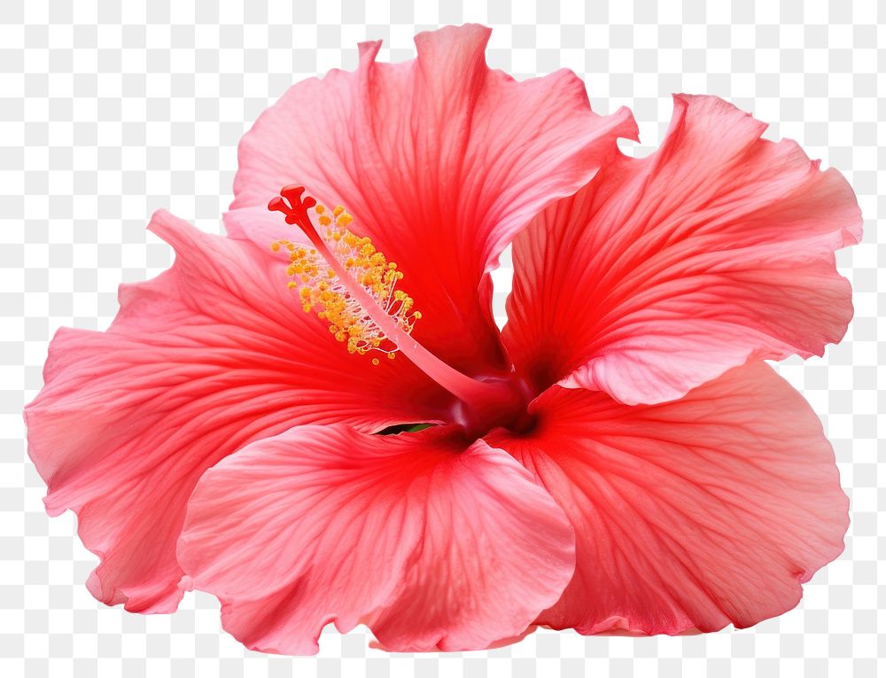 PNG Tropical Hibiscus flower hibiscus petal plant. AI generated Image by rawpixel.