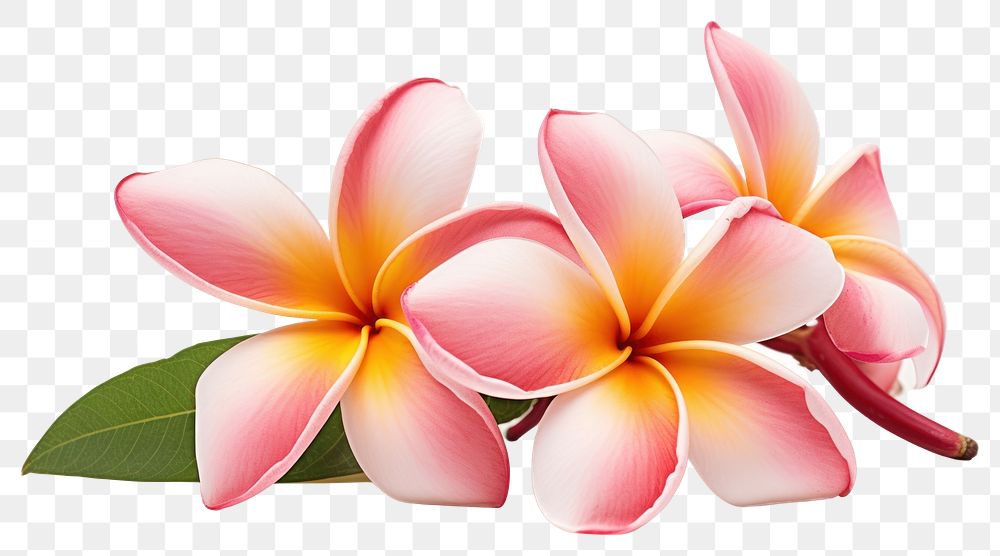 PNG Tropical Plumeria flower petal plant  