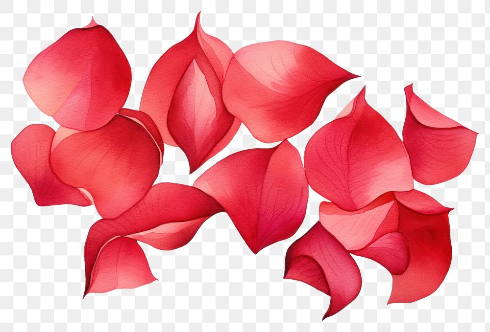 PNG Petal plant freshness pattern. AI generated Image by rawpixel.