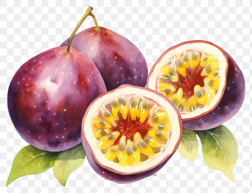 PNG Fruit plant food pomegranate. AI generated Image by rawpixel.