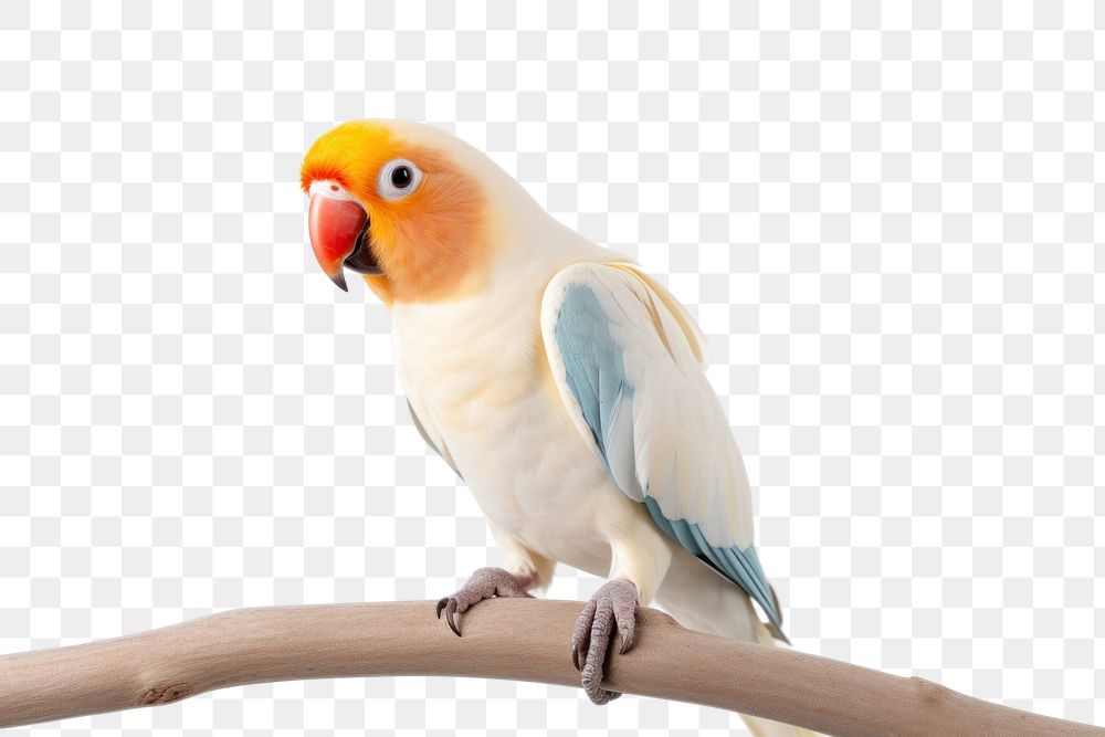 PNG Bird lovebird parrot animal. 