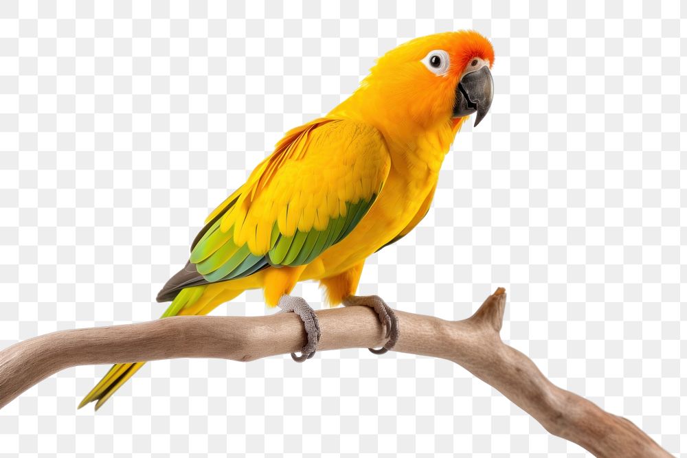 PNG Parrot animal yellow branch. AI generated Image by rawpixel.