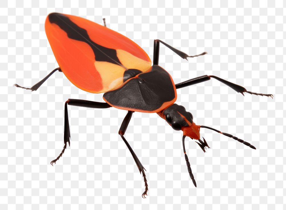 PNG Animal insect white background invertebrate. 