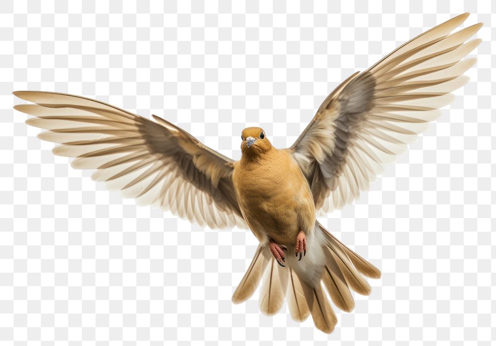PNG Flying animal bird dove. AI generated Image by rawpixel.