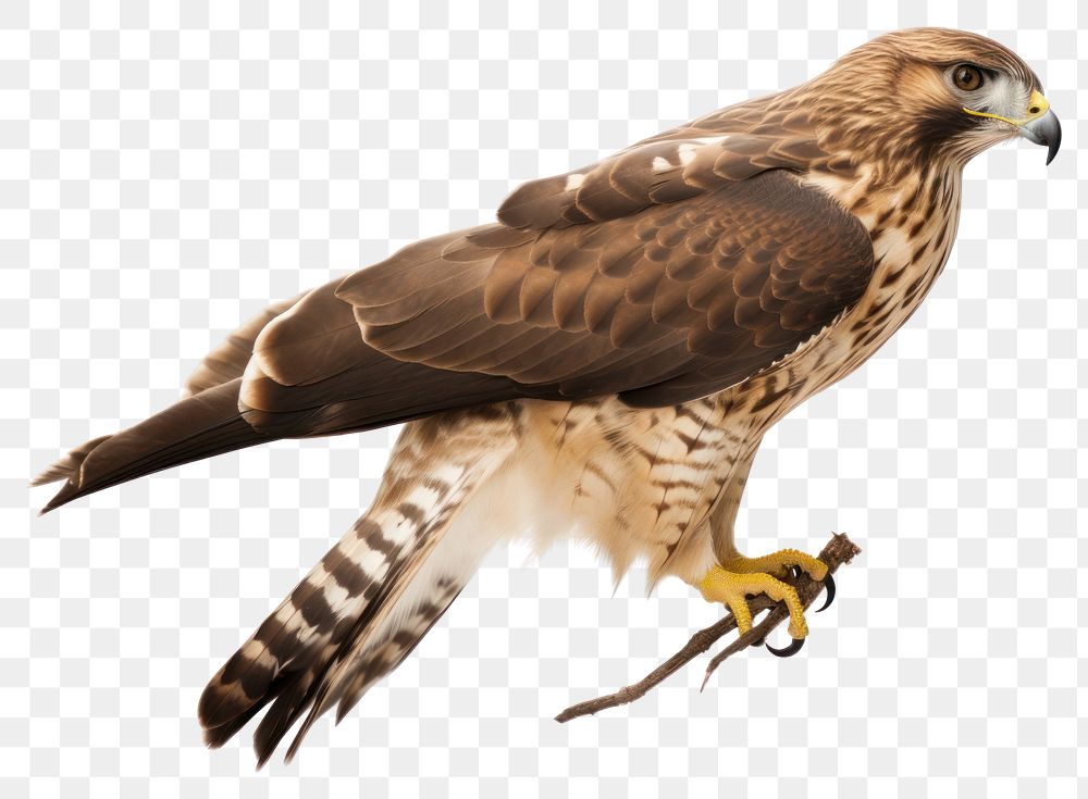 PNG Buzzard animal bird hawk. AI generated Image by rawpixel.