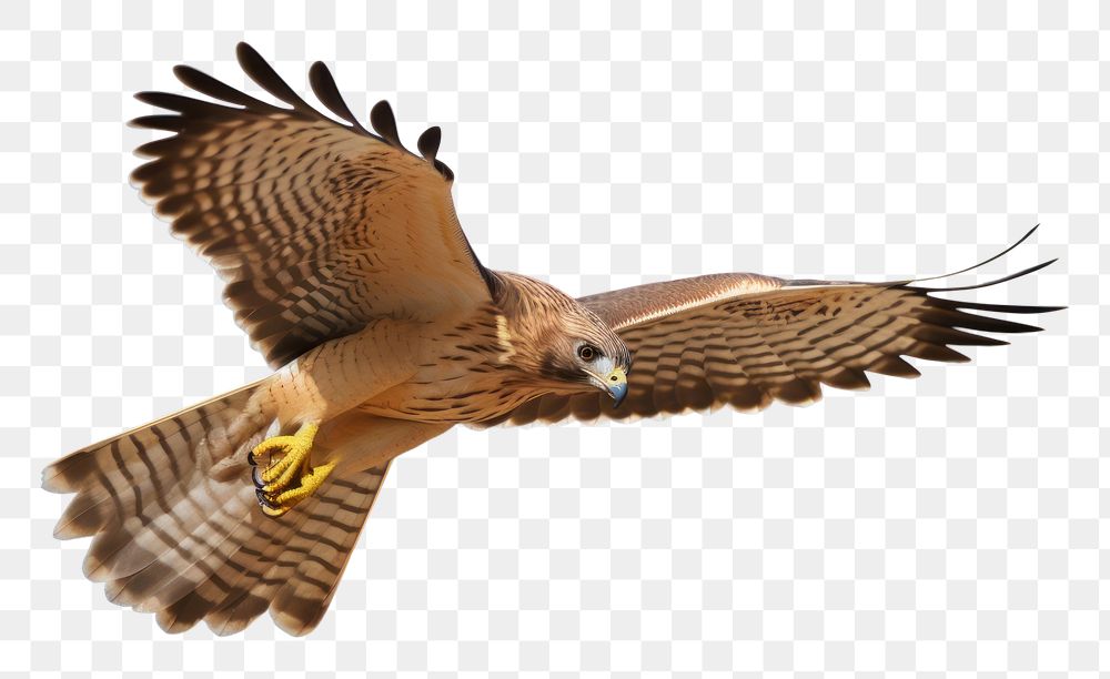 PNG Buzzard animal flying bird. AI generated Image by rawpixel.