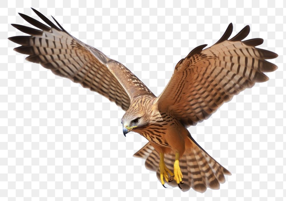 PNG Buzzard animal flying bird