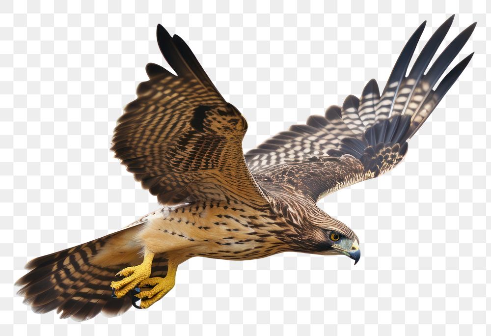 PNG Buzzard animal flying bird. AI generated Image by rawpixel.