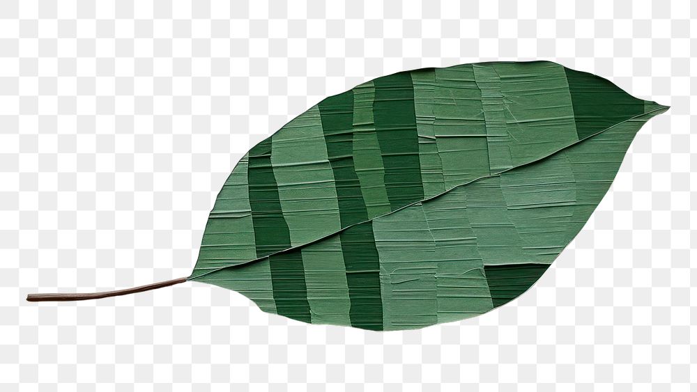 PNG Leaf plant green paper. AI generated Image by rawpixel.