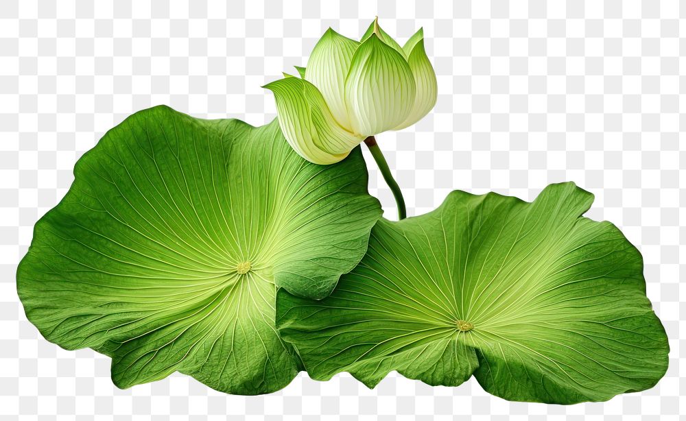 PNG Lotus leaf flower green plant. AI generated Image by rawpixel.
