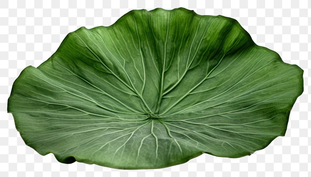 PNG Lotus leaf vegetable plant green. 