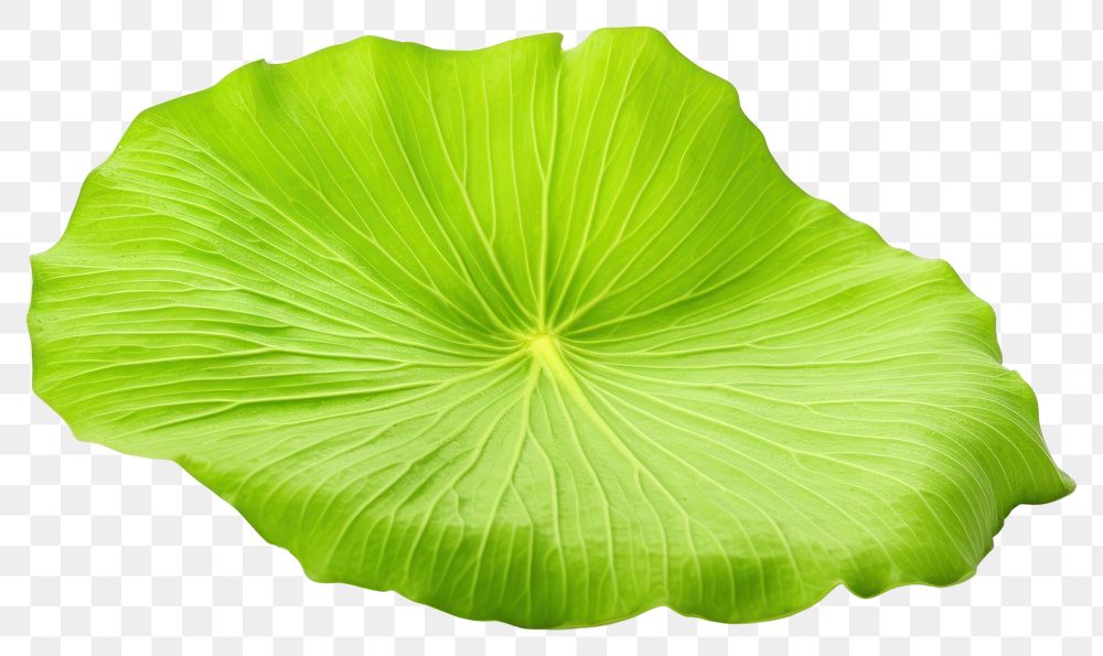 PNG Lotus leaf plant green  