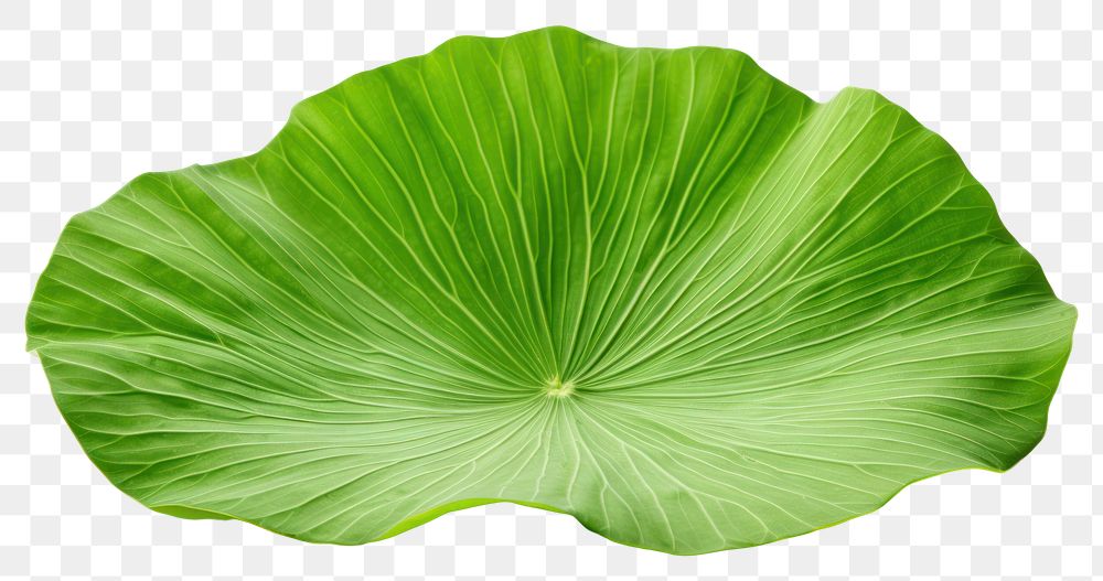 PNG Lotus leaf plant green  