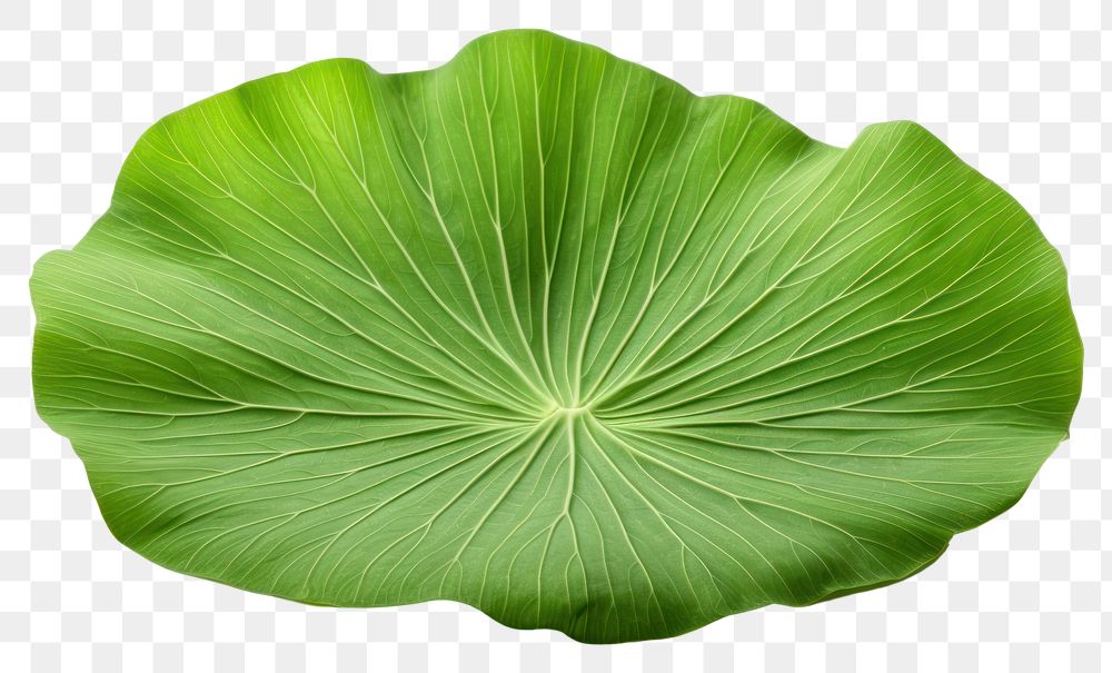 PNG Lotus leaf plant green  