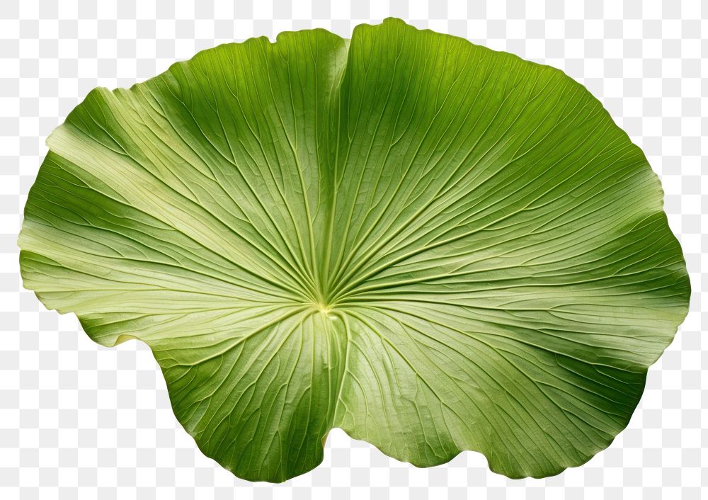 PNG Lotus leaf plant green  