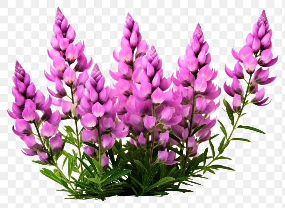 PNG Lupine flowers blossom purple plant. AI generated Image by rawpixel.